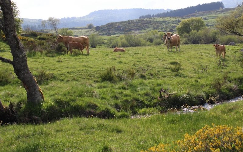 Media12-Aubrac eau